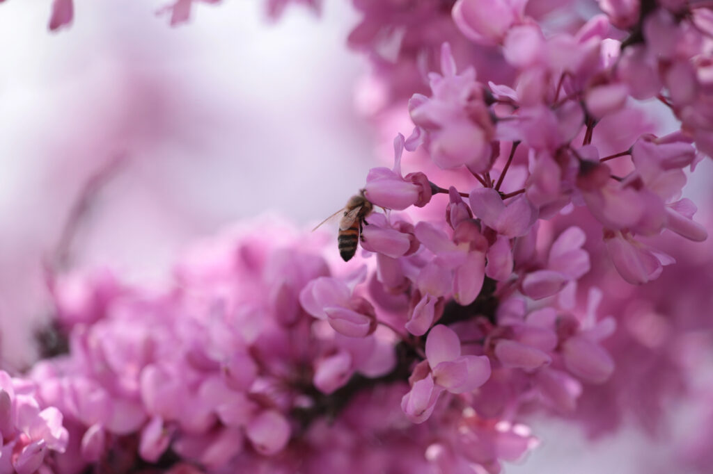 Bee on a redbud tree