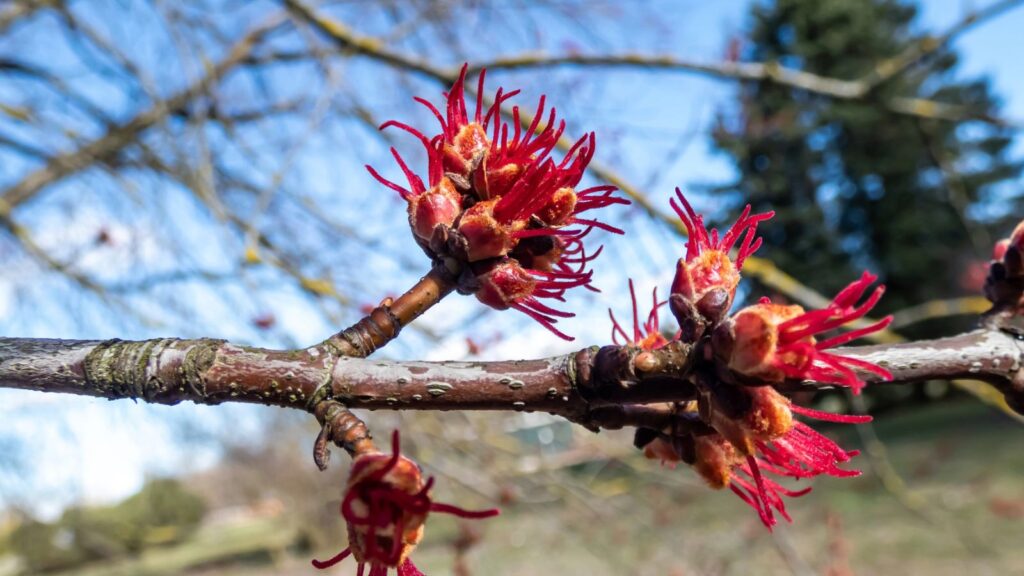 Silver maple blossoms.
