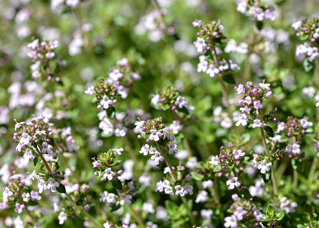 Patch of flowering thyme.