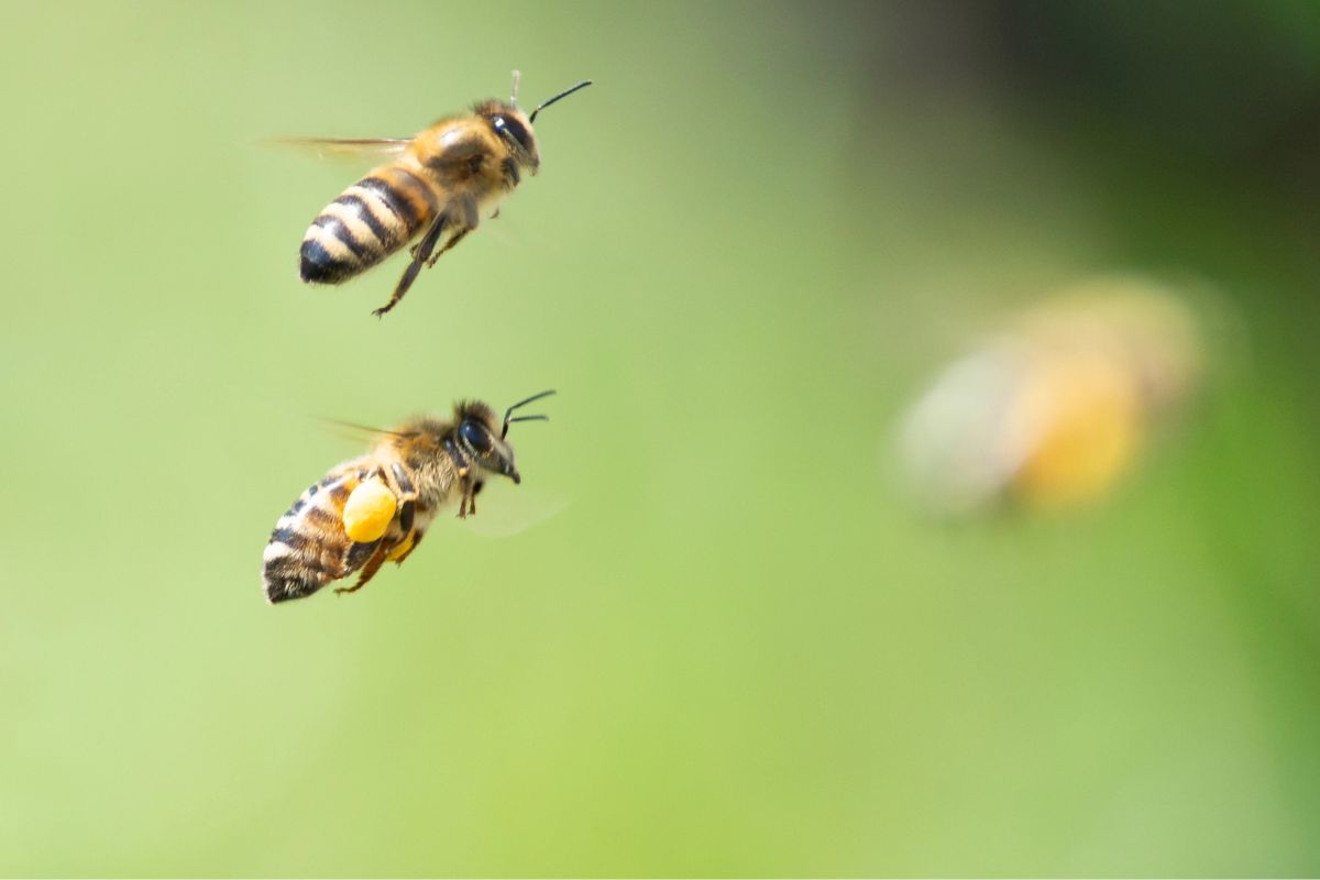 Bees in flight with a green background.