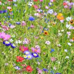 Filed of mixed wildflowers.