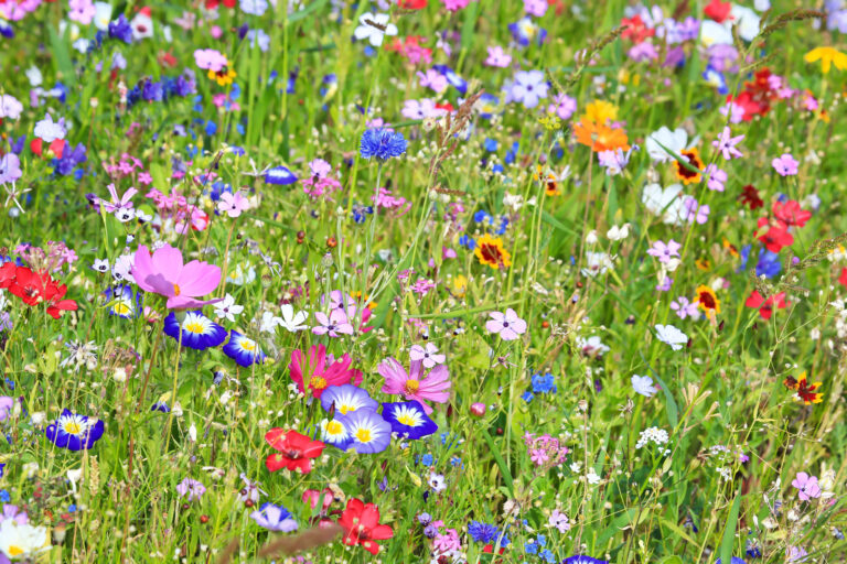 Filed of mixed wildflowers.
