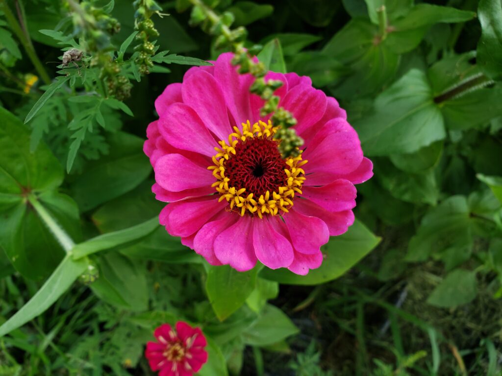 Pink zinnia flower.