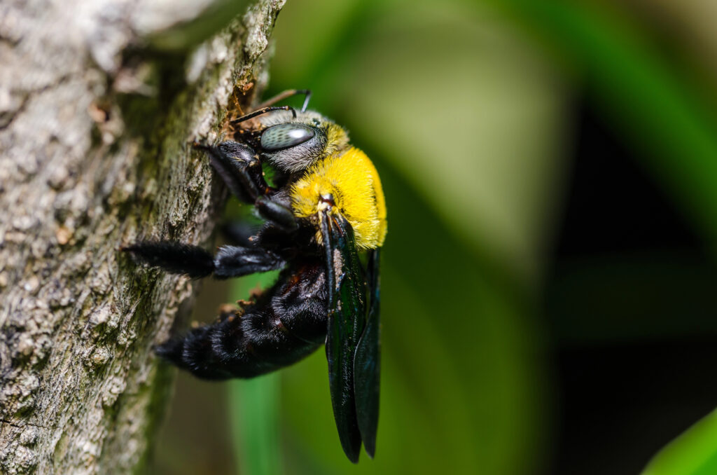 A large black and yellow carpenter bee clinging to tree bark, showing its shiny body and textured eyes.