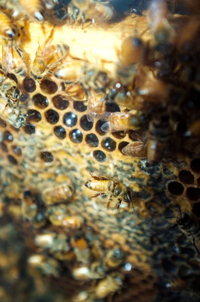 Closeup of worker bees in cross section of beehive display