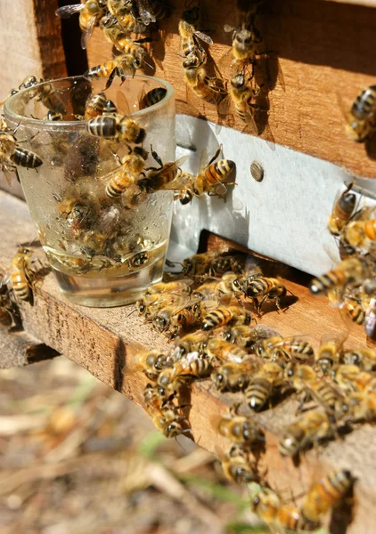 Beekeeping at Vietnam.