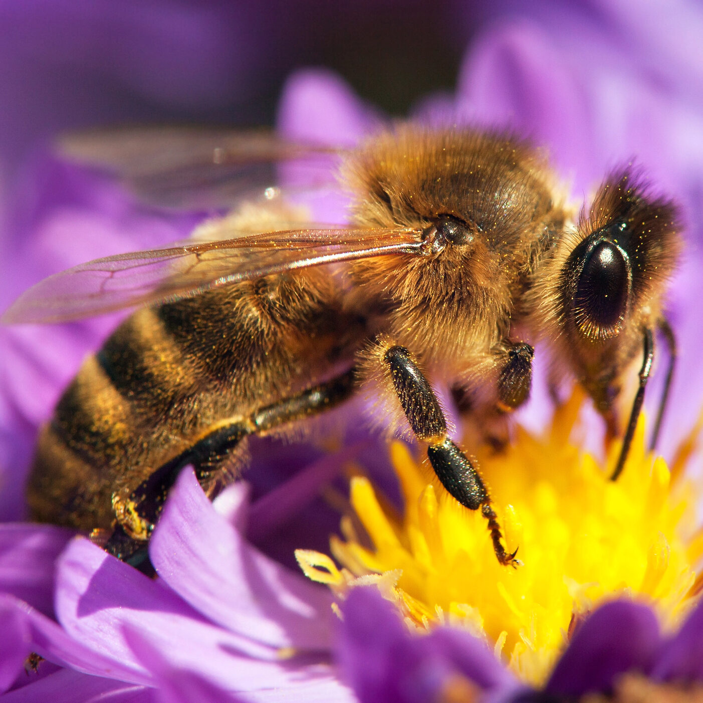 A honeybee with fine hairs and striped abdomen collecting nectar from a purple flower with a yellow center.