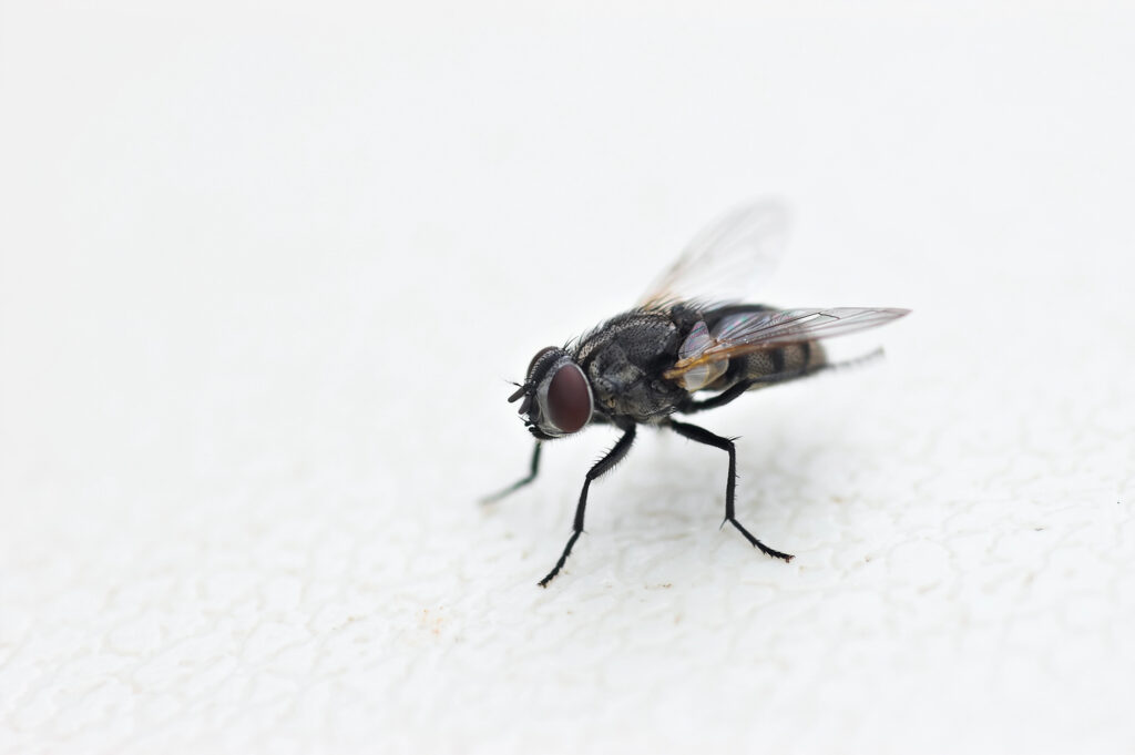 A housefly with translucent wings and red eyes, standing on a white textured surface.