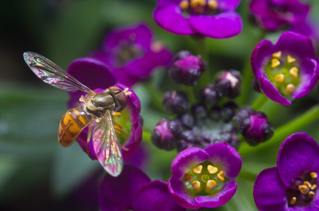 A close-up of a hoverfly with iridescent wings, feeding on a vibrant purple flower.
