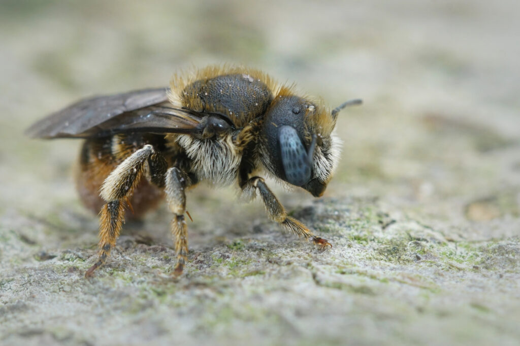 A small, fuzzy mason bee resting on a light-colored surface, with dark eyes and dense hairs on its face.