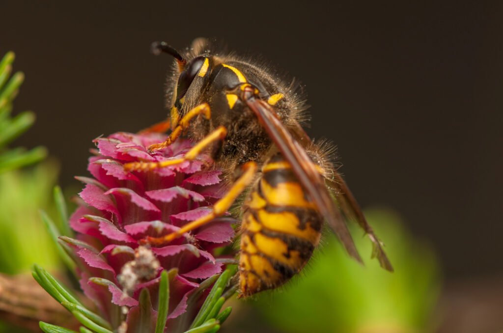 A wasp with bold yellow and black markings feeding on a pink flower cone, its body slightly fuzzy.