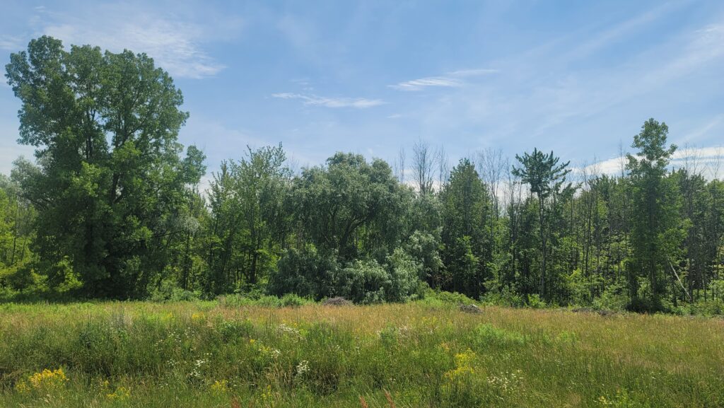 A field with tall trees.