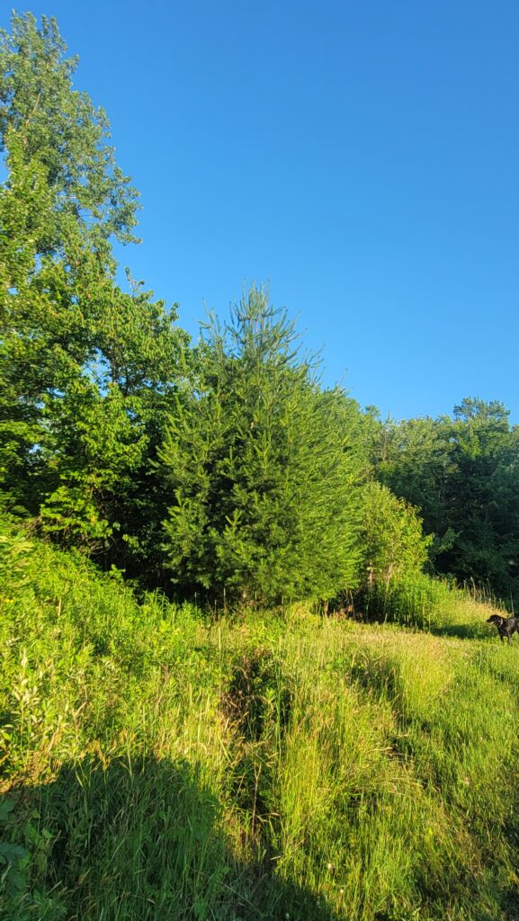 A field with trees.