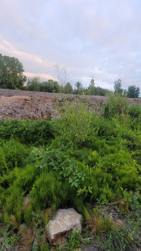 Field with different plants.