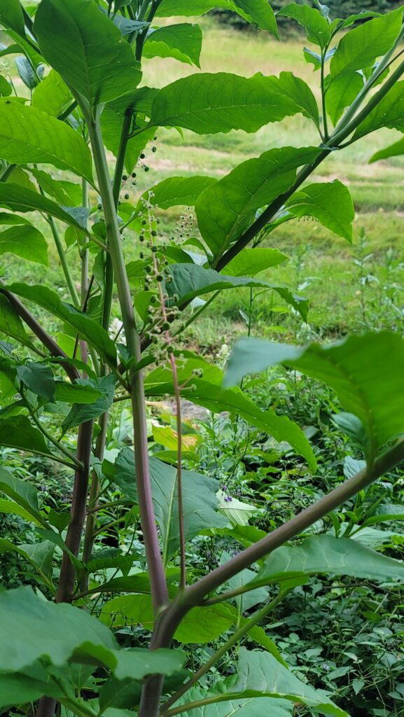 A close up shot of a plant in the Bees Haven.