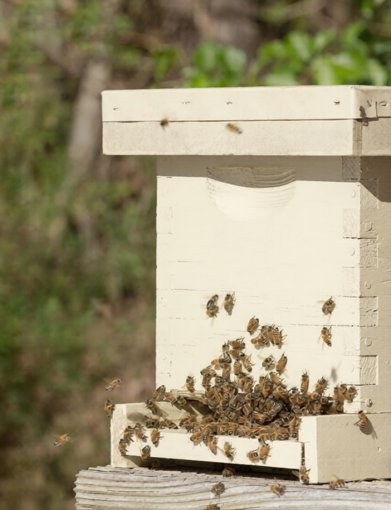 Italian honey bees and hive