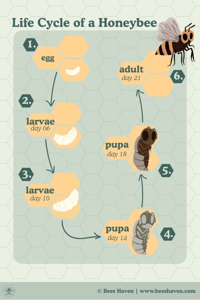 The six stages of the Life Cycle of a Honeybee