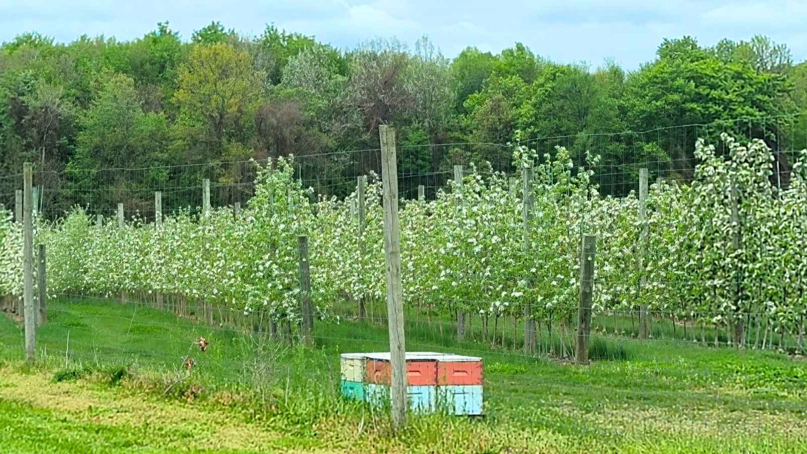Colorful bee hives in a blooming apple orchard.