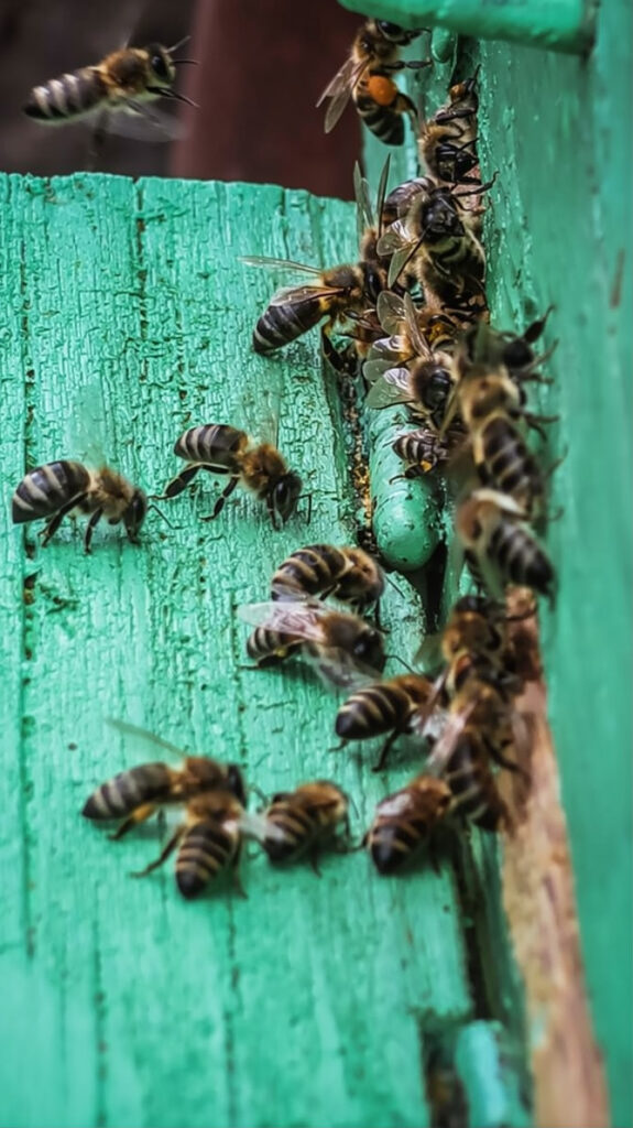 Close up of bees at the beehive entry