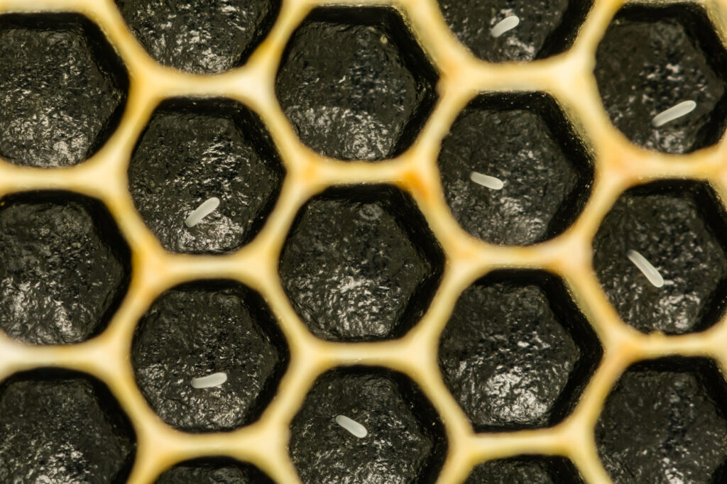 Honey bee eggs in the comb.
