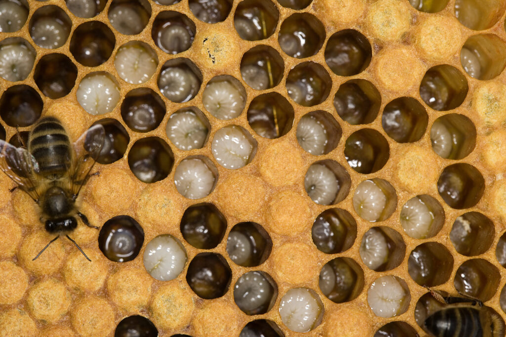 Various stages of honey bee larvae.
