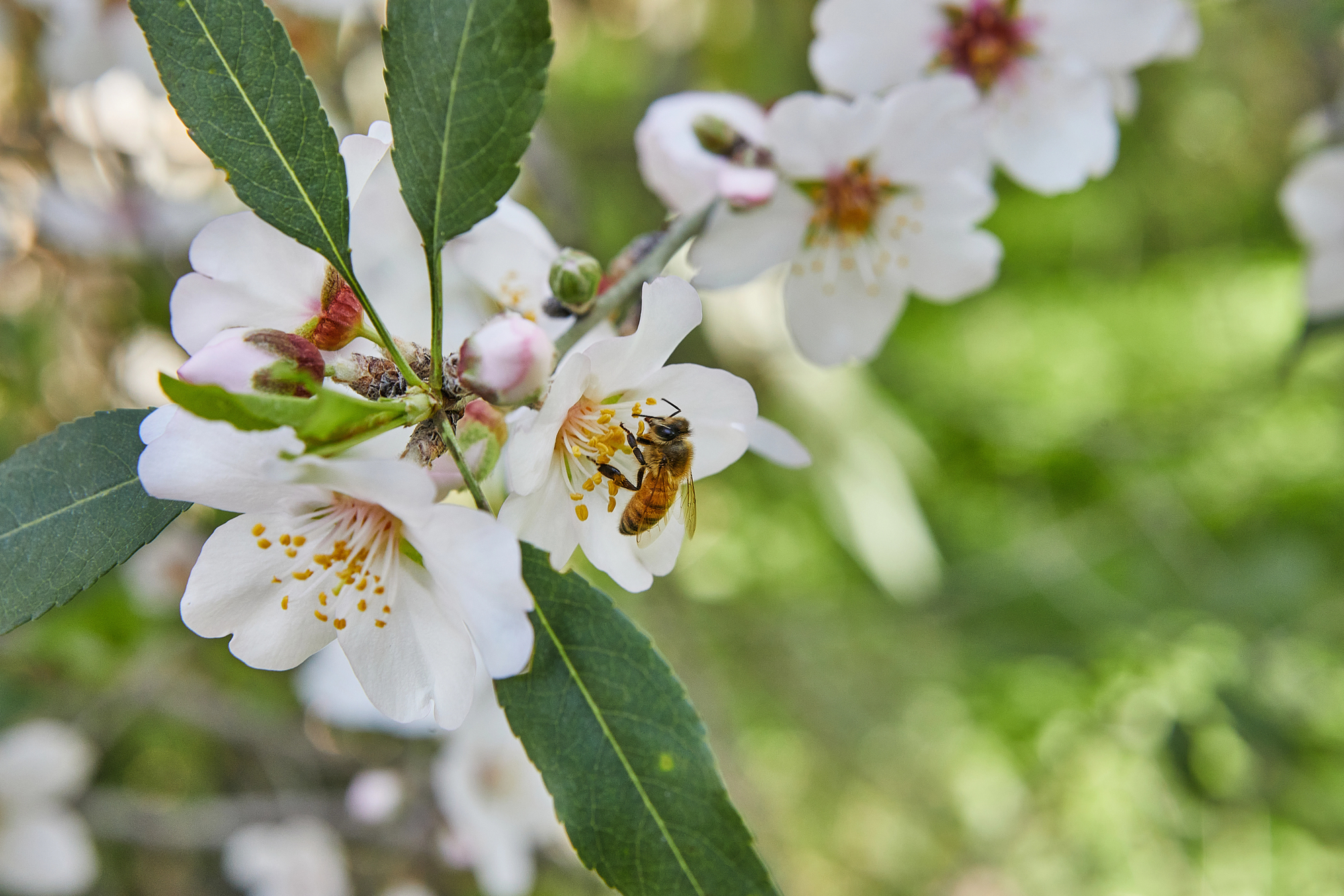 Honey bee on an almond flower.