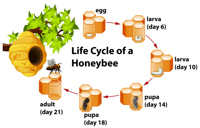 Life cycle of a honeybee illustration