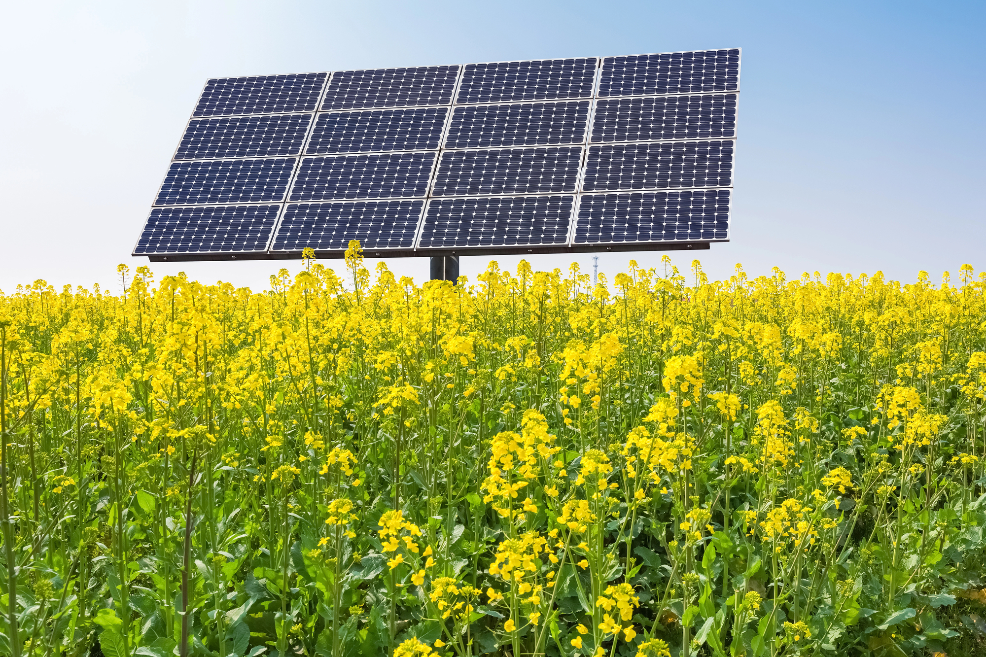 Large solar panel with yellow wildflowers.