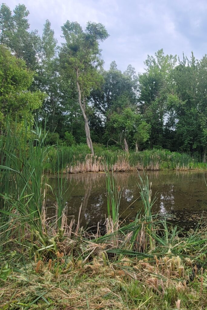 A pond surrounded by plants and trees.