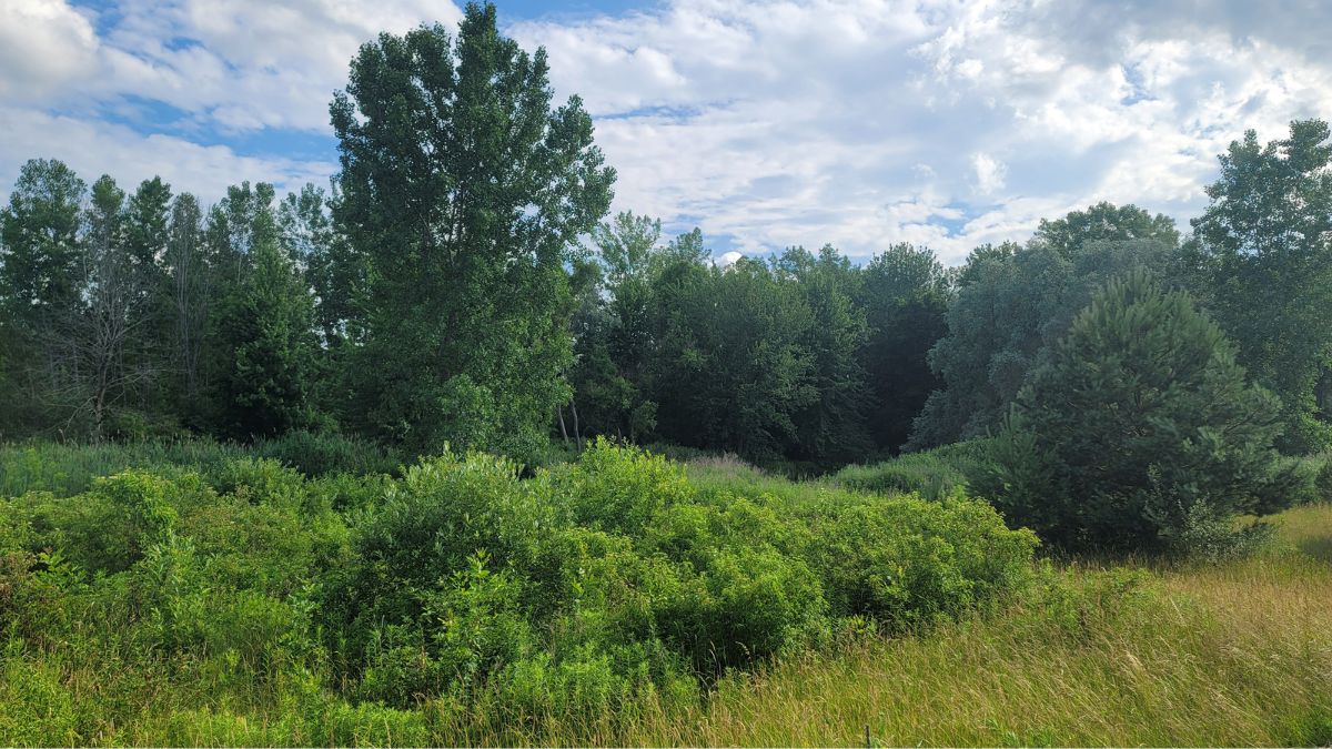 Field with trees near a pond with a creek.