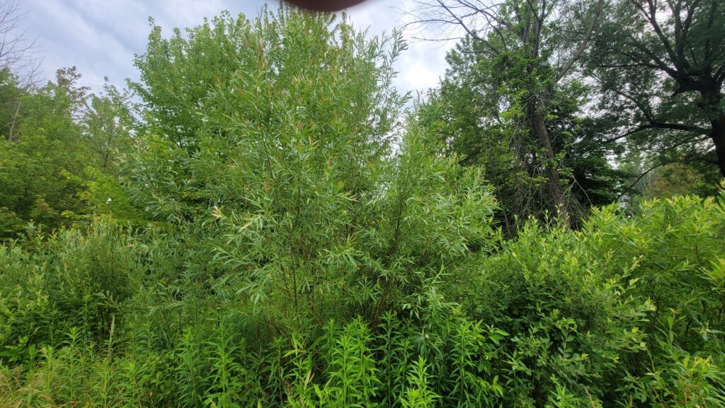 Salix nigra, black willow in the summer.
