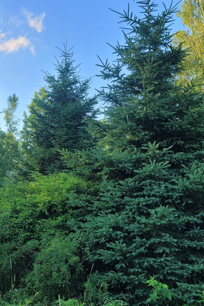 A close up shot of spruce trees seen in the field.