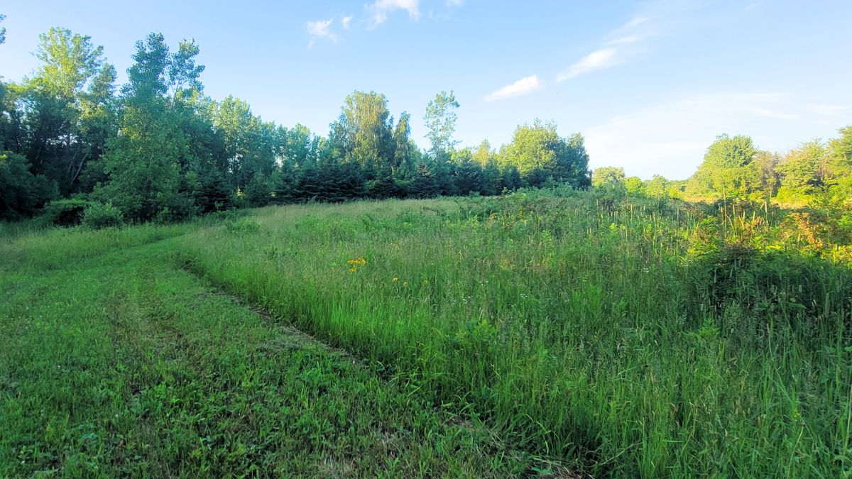 Large field with mature spruce trees.