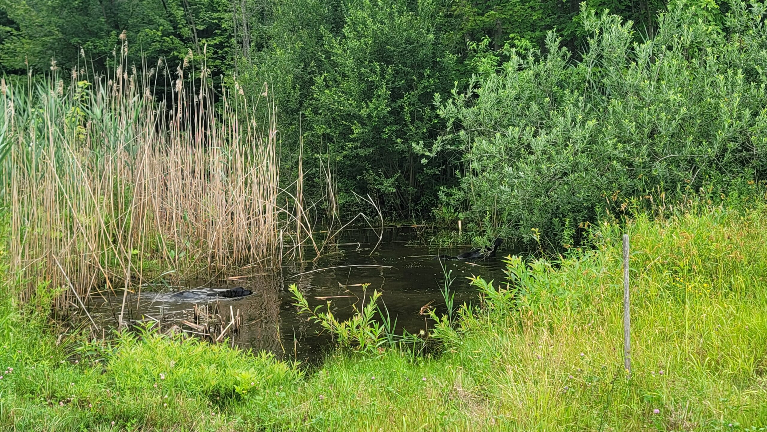 Photograph of a swamp with a dog swimming.