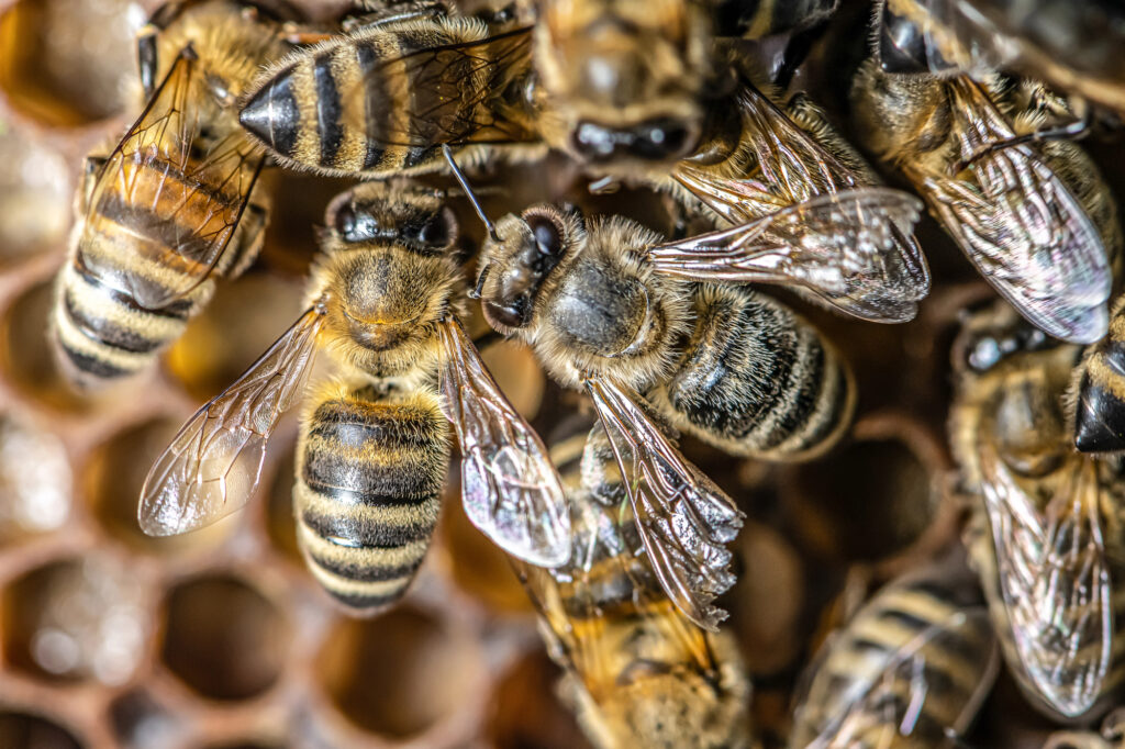 Close up of bees on honeycomb.