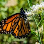 Monarch butterfly on a wild carrot flower