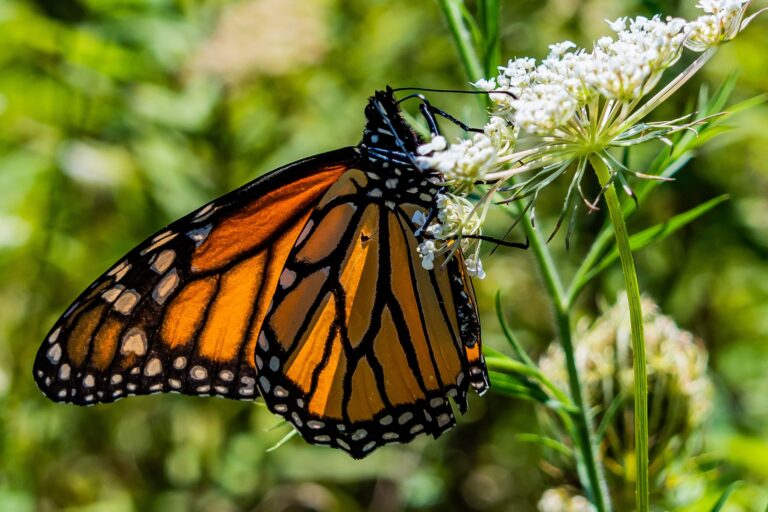 Monarch butterfly on a wild carrot flower
