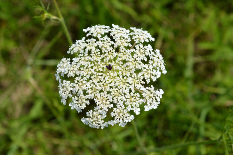 Daucus carota flower, Queen Anne's lace in a green field.