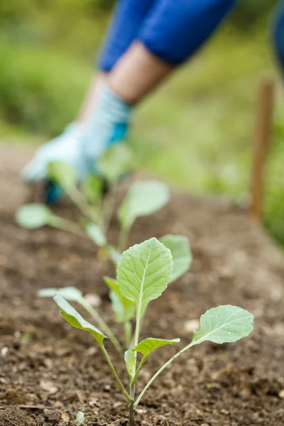 A row of seedlings with a gardener in the background.