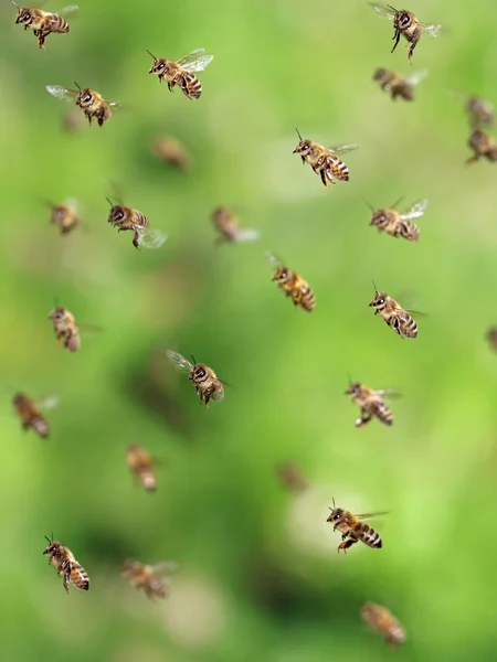 Macro shot of bees flying in apiary, close up of honey bee on green background