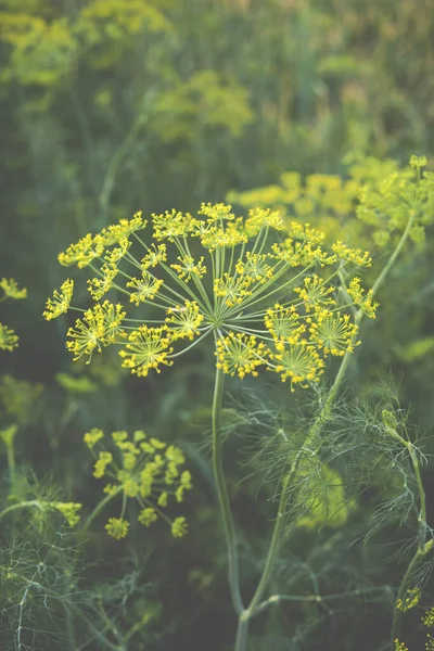 Detail of fennel growing in the field
