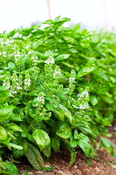 A plant of green basil.
