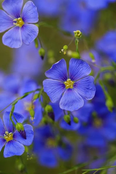 A close up of Blue Flax.