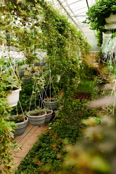 Healthy green plants thrive in a sunny greenhouse, showcasing nature's beauty and care.
