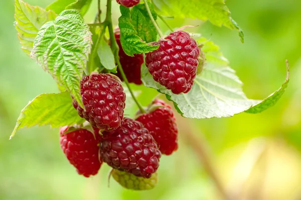 Raspberries hanging.