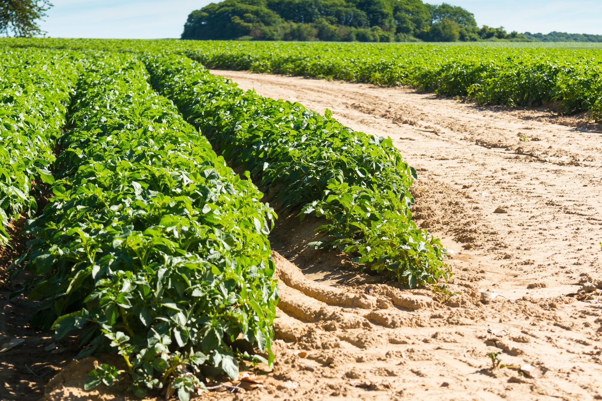 Large field of potatoes in straight rows.
