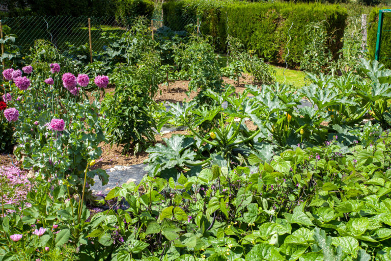 Vegetable and flower garden.