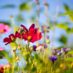 Field of colorful wildflowers.