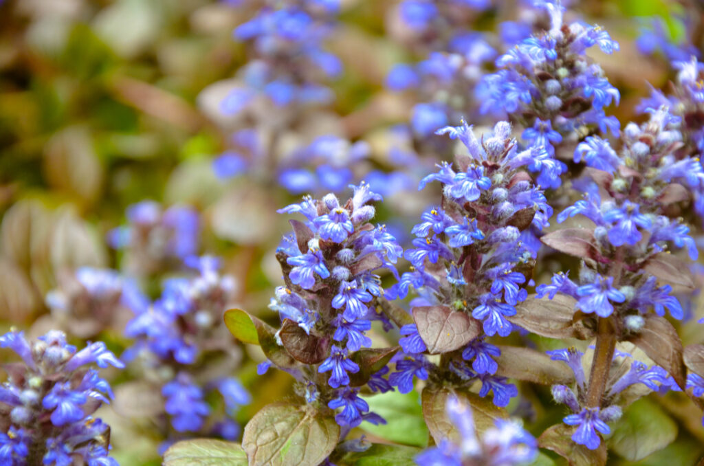 Ajuga reptans, bugleweed purple flowers in a group.