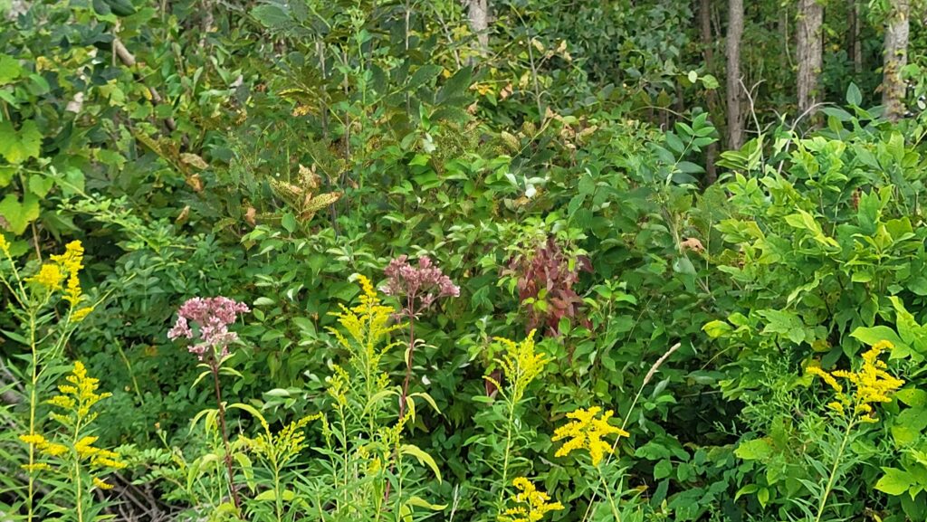 Asclepias incarnata, swamp milkweed with goldenrod and mixed shrubs and grasses.